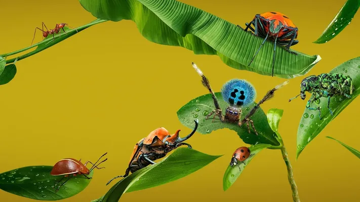 A Real Bug's Life - A Real Bug's Life