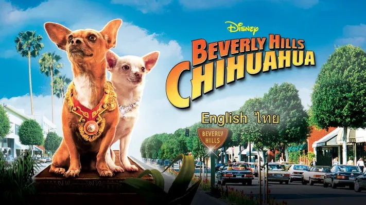 Những Chú Chó Chihuahua - Những Chú Chó Chihuahua